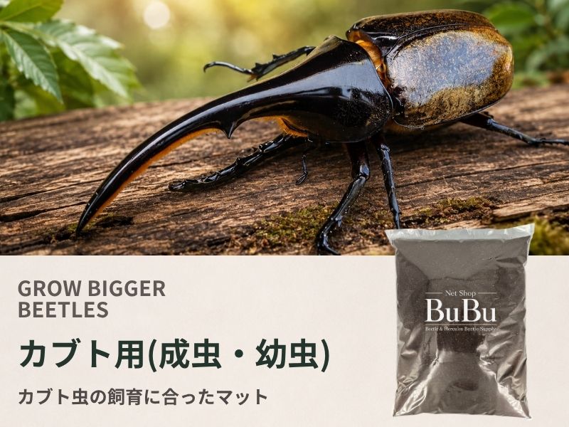 カブト用(成虫・幼虫)