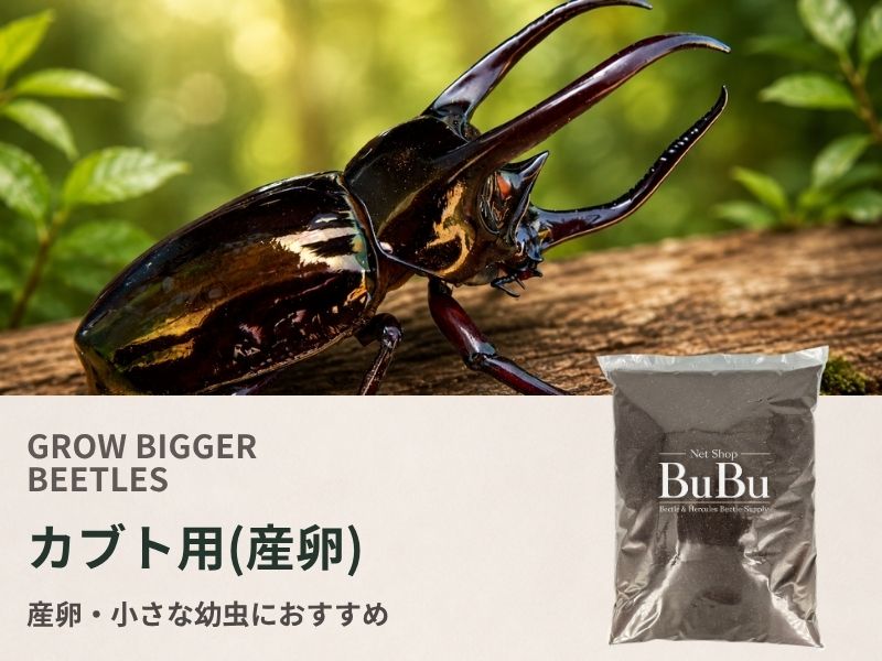 カブト用(産卵)