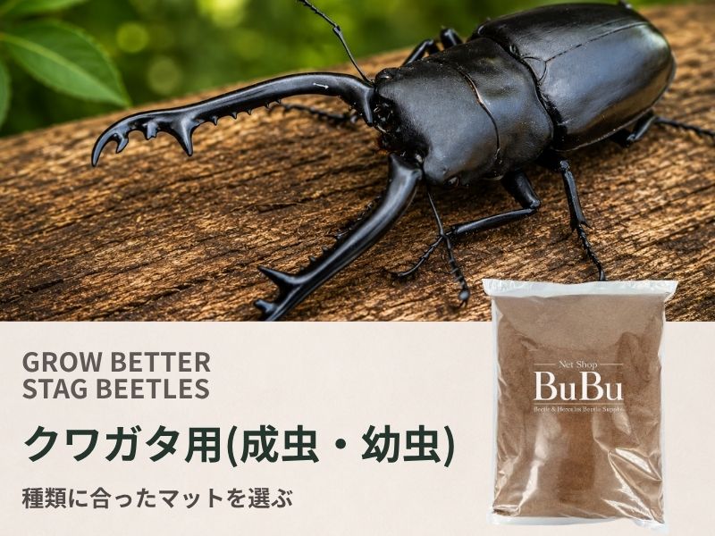 クワガタ用(成虫・幼虫)
