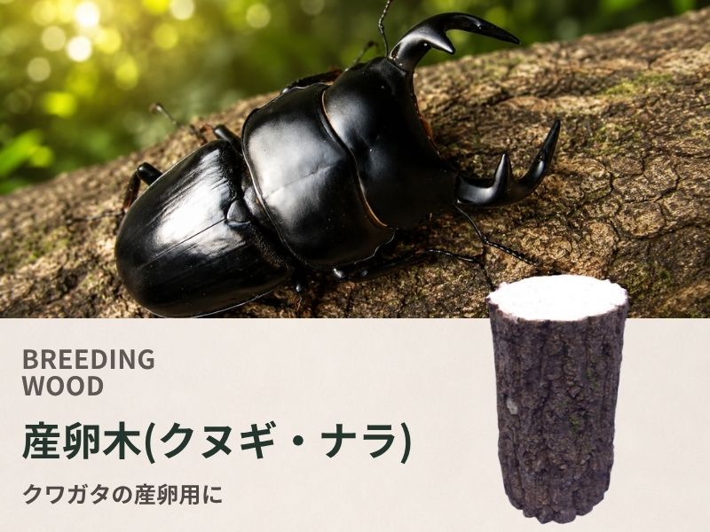 産卵木(クヌギ・ナラ)