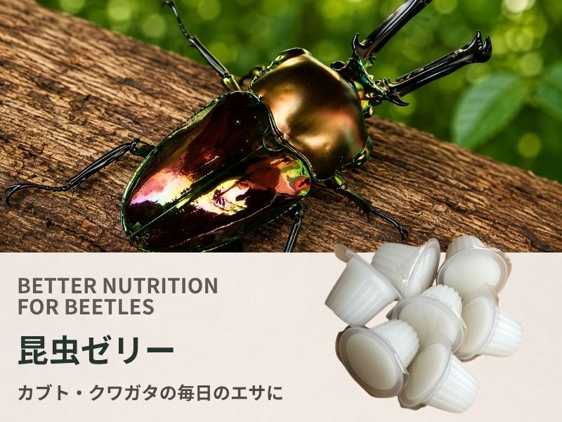 昆虫ゼリー