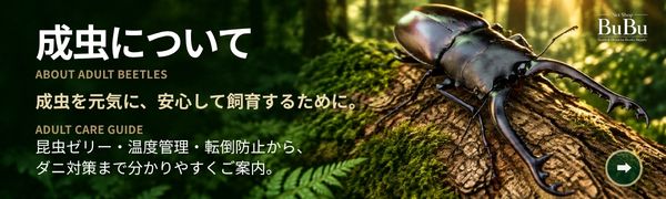 成虫について