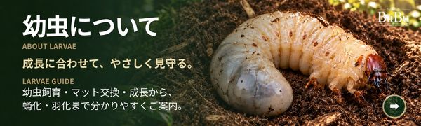 幼虫について