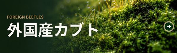 外国産カブト