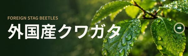 外国産クワガタ