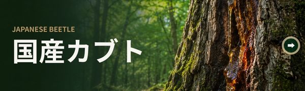 国産カブト