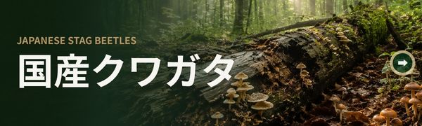 国産クワガタ