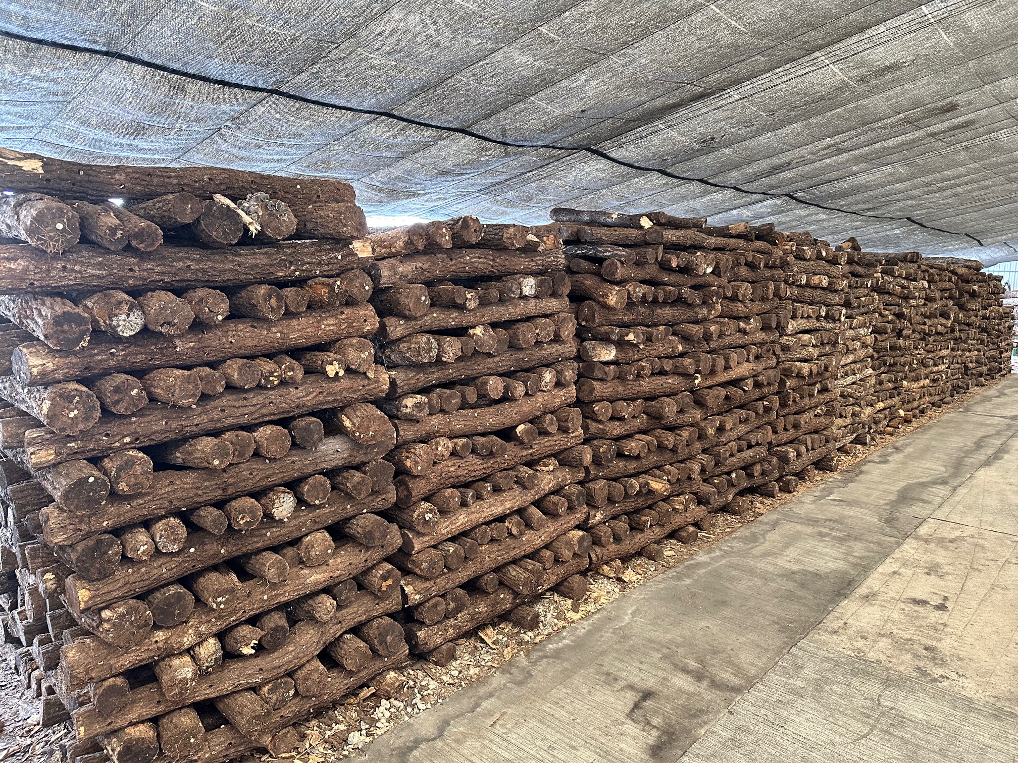 FARMS マットづくりの木質原料